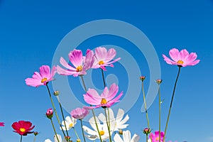 TheÃ¢â¬â¹ Cosmos Flower field with blue sky,Cosmos Flower field blooming spring flowers season